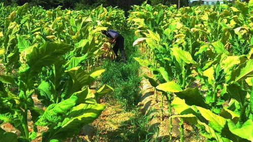 南雄人家的孩子，要活成一棵黄烟