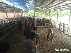 生态养牛技术 广西助农公司专业服务，助您科学养殖成功