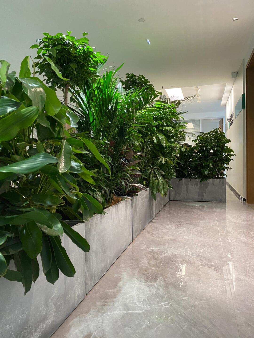 绿意空间，灵动隔断 专业植物租赁与造景服务打造办公新生态