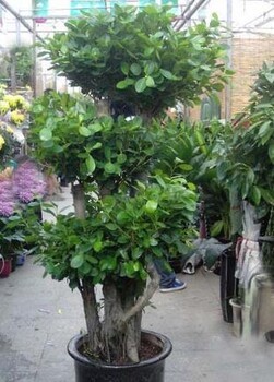 大型植物租赁新标杆 博美欣悦园林绿化租赁公司引领绿色潮流