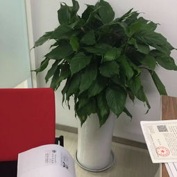 龙潭寺写字楼花卉植物租赁 打造绿色办公空间的智慧选择