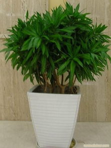 办公室花卉租赁 一站式绿植租摆与专业养护服务