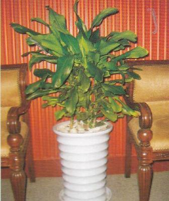 成都美汇园艺 专业室内植物租摆与全方位园林绿化服务