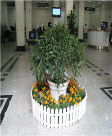 湖北植物租摆租赁 同城优选与专业养护服务诚荐