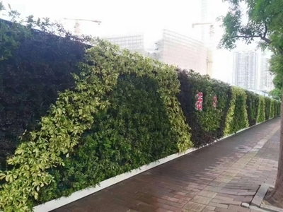 广州成茂园林绿化 专业植物租赁与养护，打造绿色办公空间