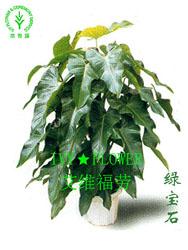 上海常青藤植物租赁服务 为浦西与浦东注入绿色生机