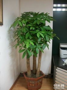 上海办公室绿植租摆与花卉租赁服务 专业园林绿化，价格实惠，助力商务环境升级