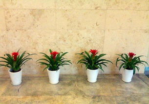 花卉绿植盆栽租赁出售园林绿化养护庭院设计草坪种植假山凉亭 深圳鲜花绿植 绿化植物租赁