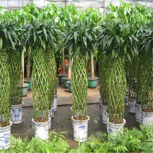 鼓楼区酒店绿植租赁 专业养护服务，打造可持续的生态美学空间