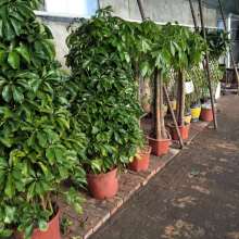 贵华园岭南盆景种植中心 匠心守护绿意，专业妆点空间