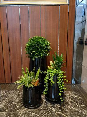 打造绿色办公空间 成茂园林为您提供专业广州植物租赁服务