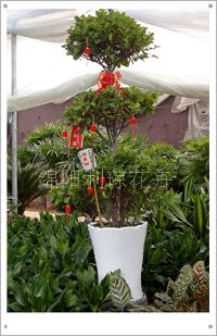 绵阳利琼花卉 专业三层榕租赁服务，打造绿色典雅的活动庆典与会场布置