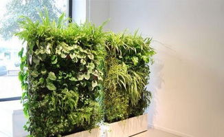 绿意盎然，商丘花卉租赁与养护服务全攻略