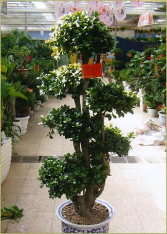 罗湖区绿植盆景租赁报价与专业养护服务全解析