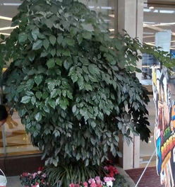 成都植物租售 为办公空间打造一片绿色生态