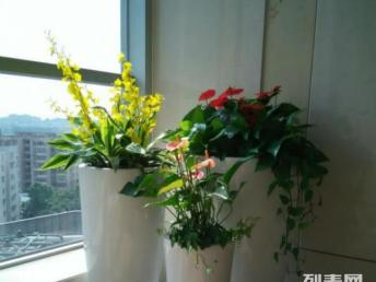 广州绿植租赁与鲜花绿植购买指南 打造室内空间的自然生机
