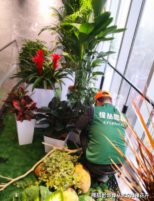 武汉酒店植物租赁与养护服务 专业护航绿色生机