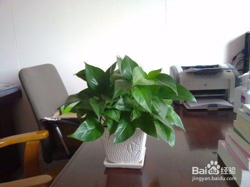 上海办公室植物租赁价格与养护服务全面指南