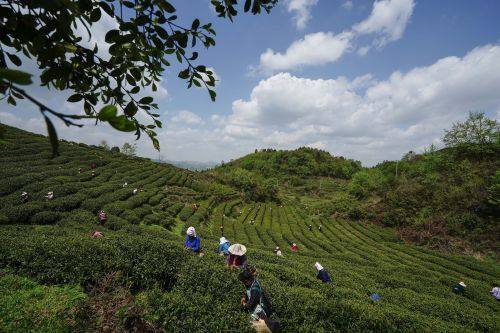 贵阳市上半年农林牧渔业增长势头强劲，总产值达133.20亿元，同比增长8.8%