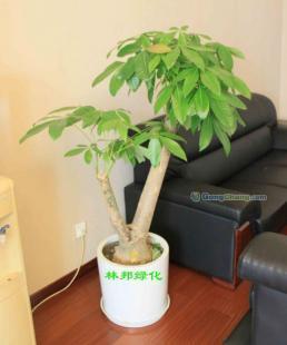 成都花卉绿植租赁服务 一站式绿化解决方案